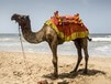 מתכנת לבדיקה יזם במונופולי מתכנת לבדיקה יזם במונופולי